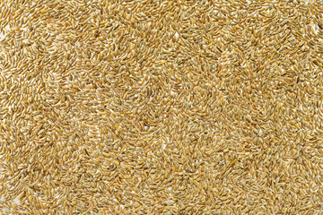 Wheat Grain Background. Grain Cereal Background Texture