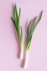 young green onions on a background, pink background