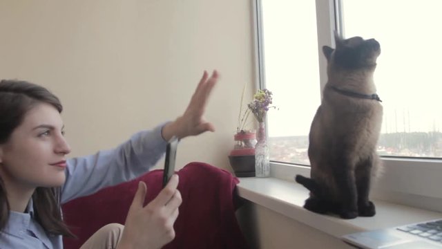 Girl photographing cat on smartphone. Siamese cat sitting on windowsill