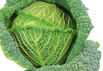 Isolated fresh savoy cabbage head