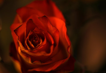 Rot blühende Rose