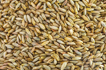 Wheat Grain Background Close Up. Grain Cereal Background Texture