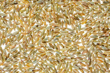 Wheat Grain Flat Lay Blank Background on Wwite. Grain Cereal Background Texture