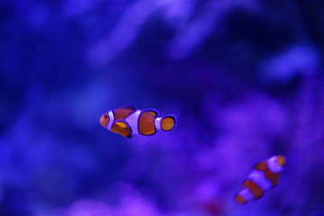 水族館の魚やペンギン
