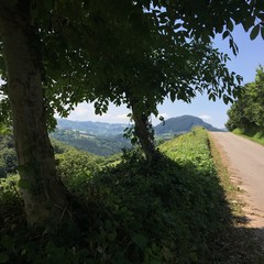 shade on the mountain road