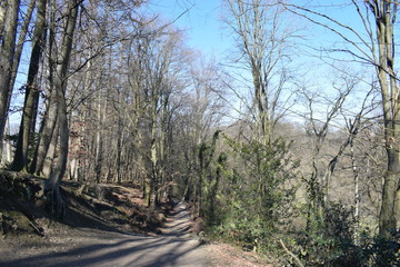Wald Spaziergang