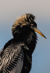 Anhinga close up profile
