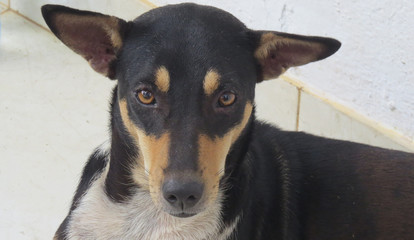 Funny looking cute little pet dog feeling guilty?