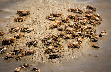 crabs in the sand