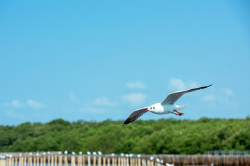 Seagull flying on the sky 