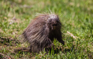 porcupine walking in field