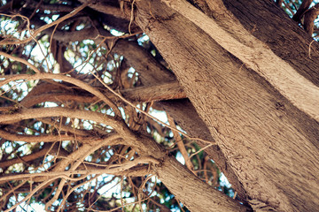 Monumental ancient tree in Parco Colonna, famous public garden in Taormina, Sicily, Italy .