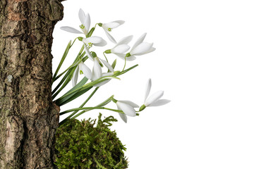 tree bark snowdrops moss isolated white beckground PNG