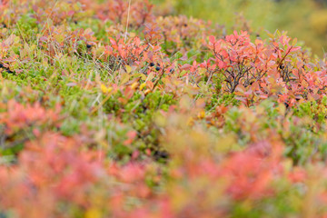 echte Moorbeere (Vaccinium uliginosum) im Herbstkleid, Island