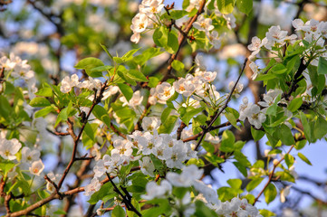 Apple flowers