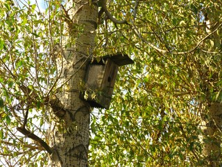 Birdhouse in the autumn poplar