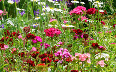 Beautiful and vibrantly colorful Flower Portraits and interesting and unusual gardens.