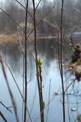 blossoming leaf spring on the river