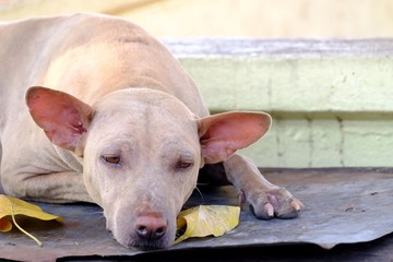 White dog sleeping on a zinc floor with yellow leaves and cement background 