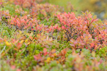 echte Moorbeere (Vaccinium uliginosum) im Herbstkleid, Island
