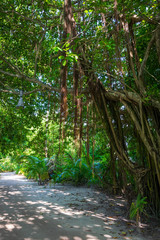 A small jungle in the middle of the Maldives with sandy paths and sun rays through the jungle