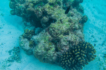 Diving in the Maldives with corals and fish