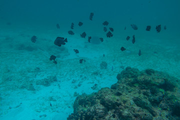Diving in the Maldives with corals and fish