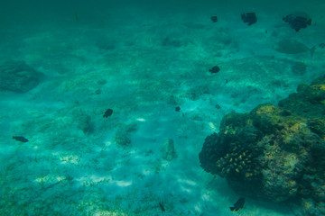 Fototapeta na wymiar Diving in the Maldives with corals and fish