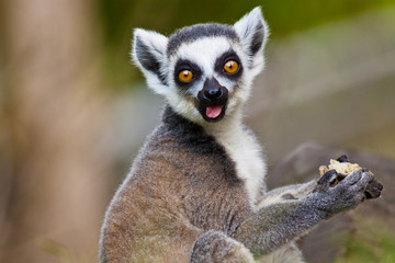 Obraz premium Katta (Lemur catta)