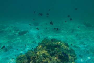 Diving in the Maldives with corals and fish