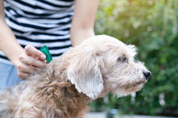 close up woman applying tick and flea prevention treatment to her dog