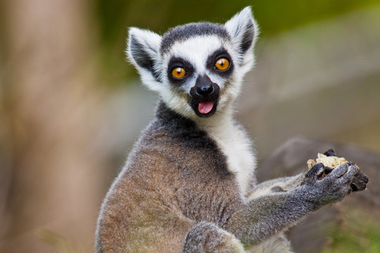 Katta (Lemur catta)