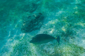Fish snorkeling and diving underwater in the atoll of the Maldives