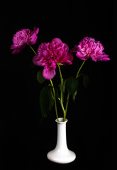 Peonies bouquet in a white vase on a black background
