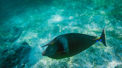 Obraz na płótnie Canvas Fish snorkeling and diving underwater in the atoll of the Maldives