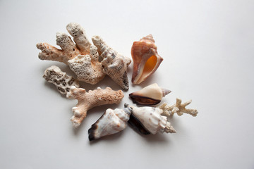 Thai seashells and corals composition isolated on white background