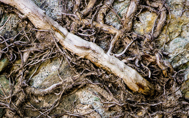 plant roots coming out of a wall