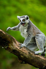 Katta (Lemur catta)