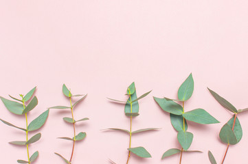 Eucalyptus twigs on pastel pink background. Flat lay, top view, copy space. Floral background, flowers composition, green Eucalyptus leaves, mock up.