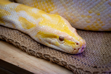 Gold Python,Reticulated python