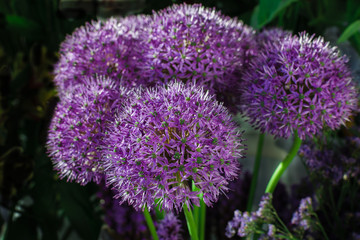 Allium globemaster  bouquet . Purple  flowers.