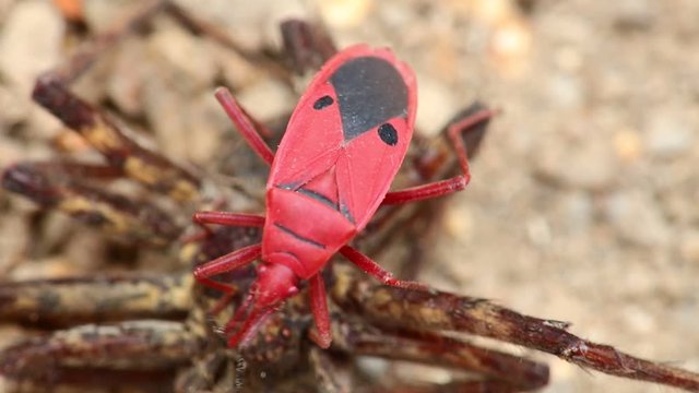 Man faced bug or fire bug or red bug insect stood on a dead spider, macro close up static shot in hd with bokeh background.