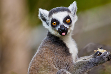 Fototapeta premium Katta (Lemur catta)