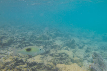 Diving in the Maldives with corals and fish