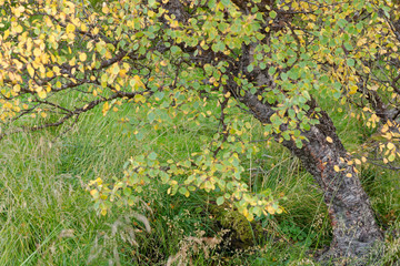 Birke (Betula) im Herbstkleid, Island