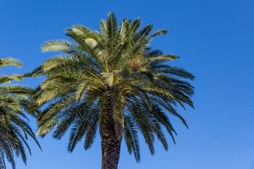 Fototapeta na wymiar Palmtree paradise