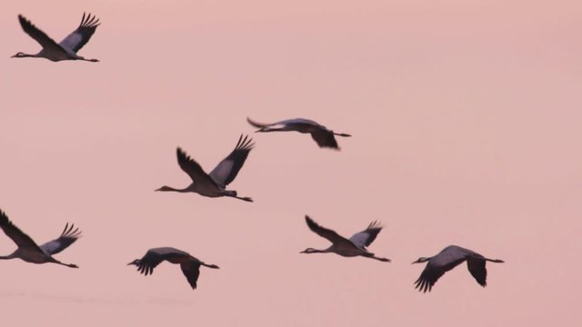 Cranes migration in Hungary, Central-Europe