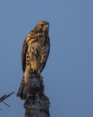 hawk hunting on branch