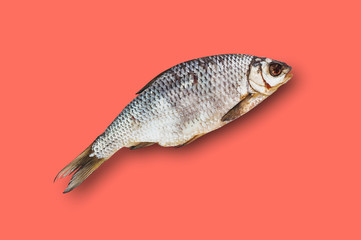 One dried salted fish in center on table of living coral color. Top view