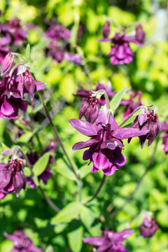 Purple Columbine Flowers